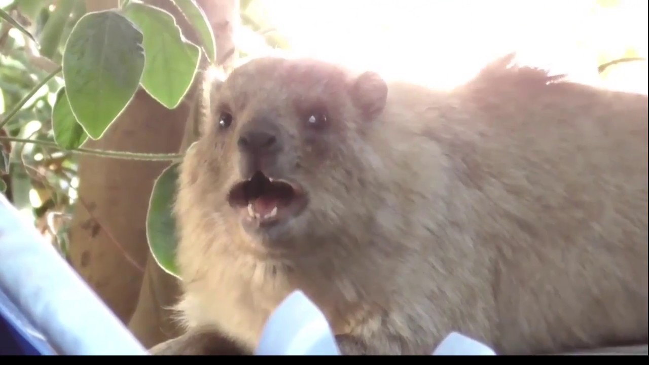 Singing Rock Rabbit (hyrax)