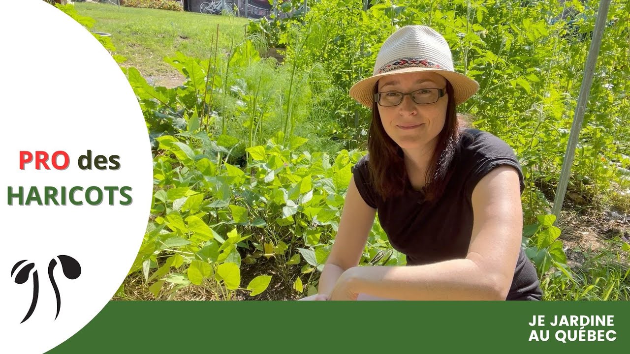 Réussir les haricots nains et grimpants au potager