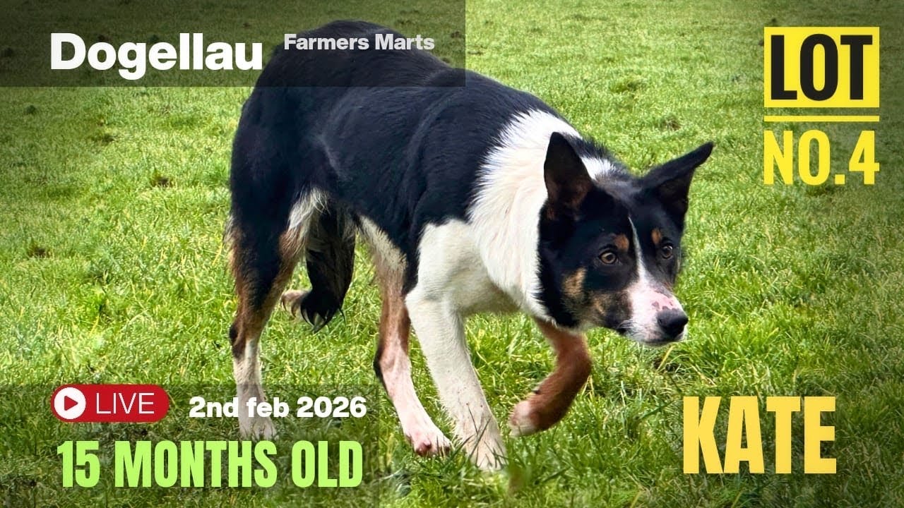 Kate 15 Months - Lot no 4.  Farmers Mart Dolgellau 4/2/26