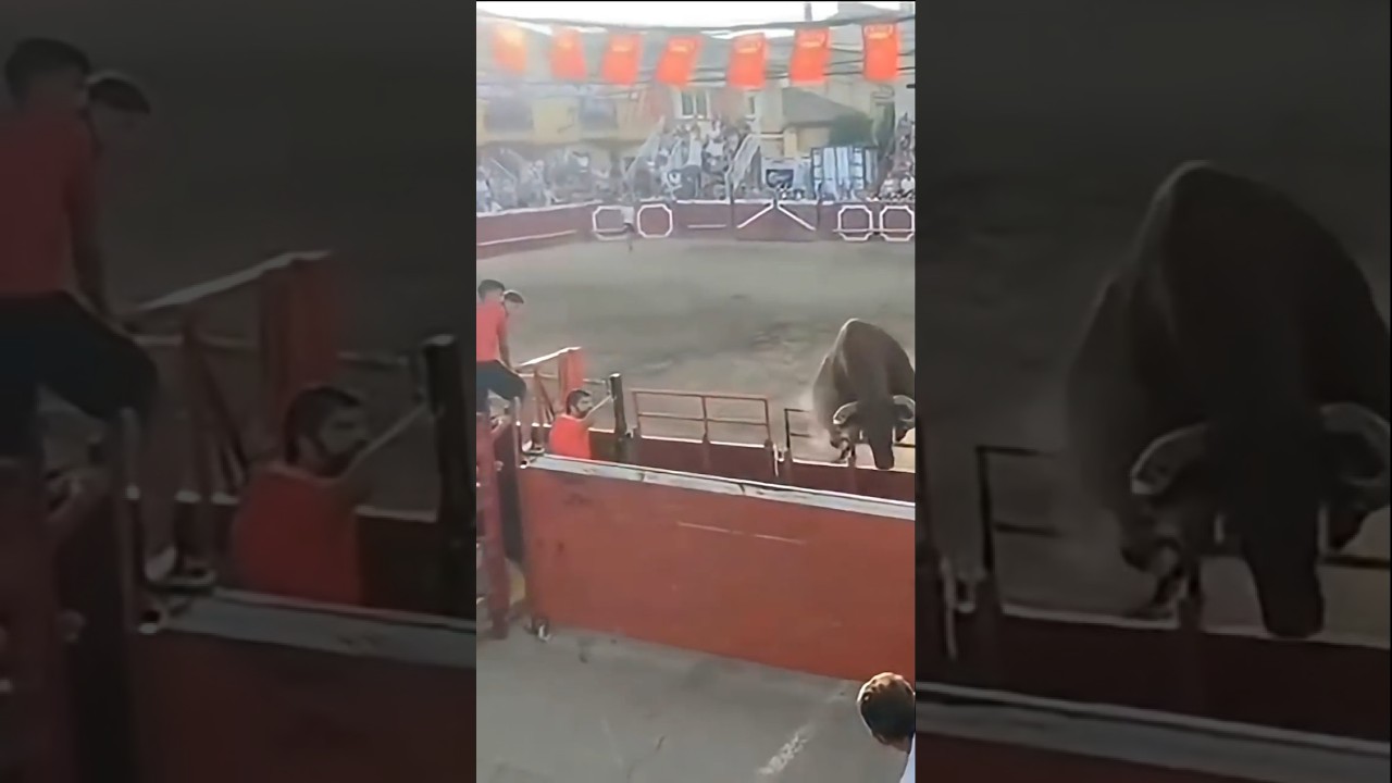 TORO CAPON DE ARRIAZU SALTA Y ESCAPA DE LA PLAZA EN CADREITA NAVARRA🐂🤦😱RIESGO Y MIEDO TOTAL #shorts
