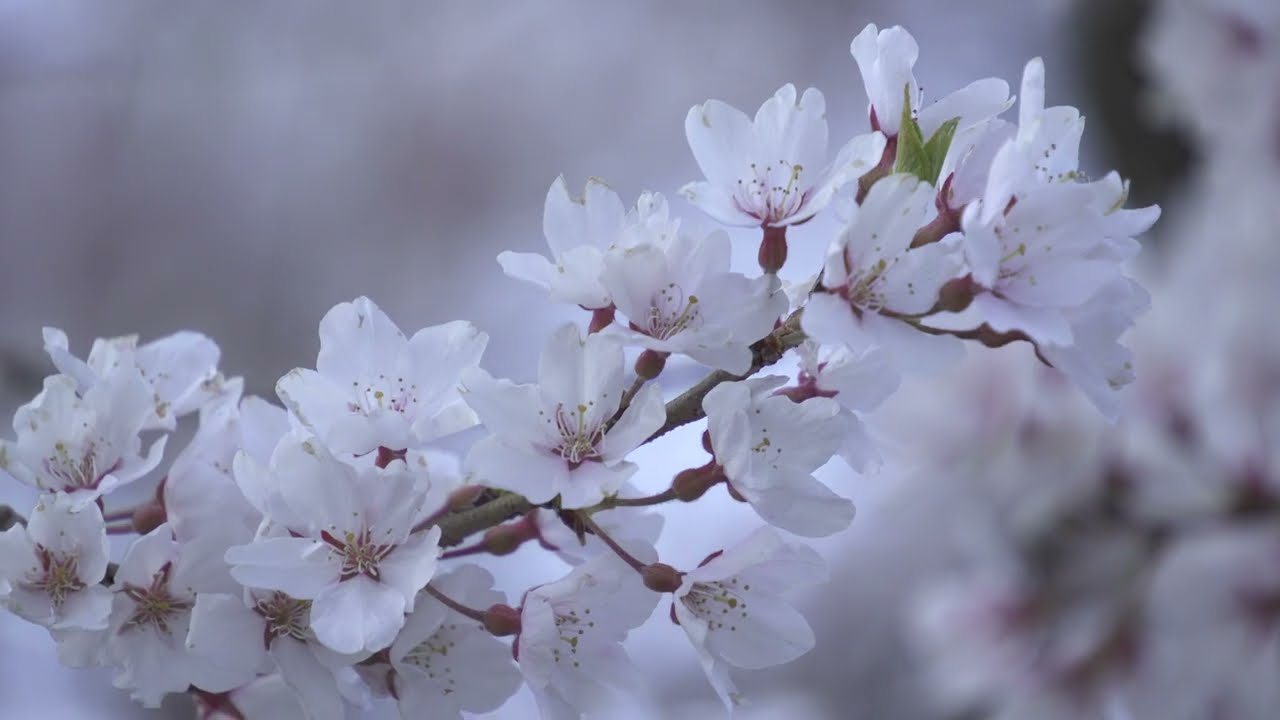 橋本院の桜 2023 【4月9日に作品上映会を開催します】