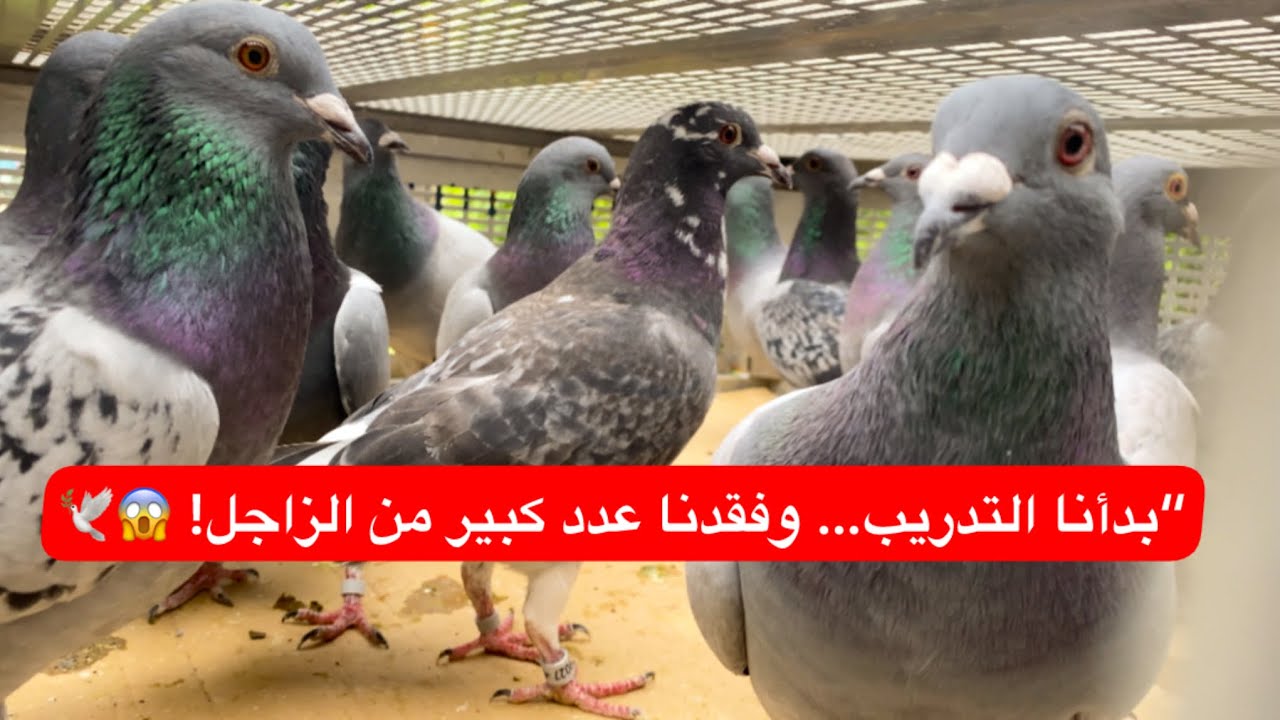 ضياع مفاجئ أثناء تدريب أفراخ الزاجل… الدروس القاسية تبدأ! لوفت النخبة