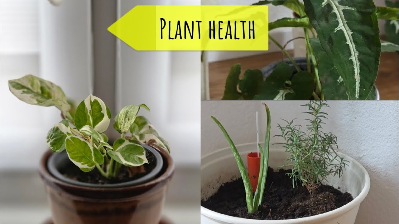 ​From Frost to Flourish: Mastering Fertilizer Care in German Gardens #travel #winter #germany #2025 