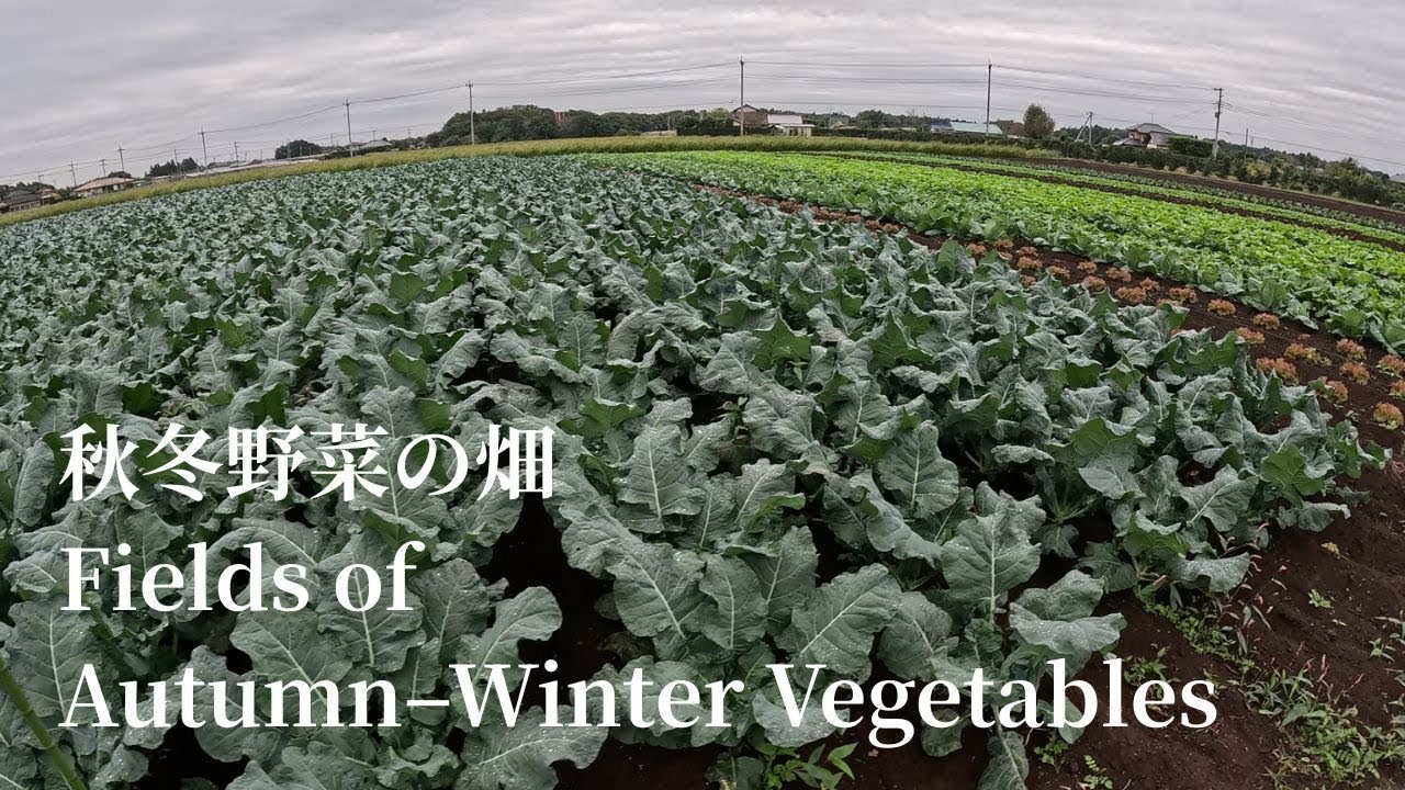 秋冬野菜の畑（10月下旬） – Fields of Autumn–Winter Vegetables | Japanese Farmer’s Life