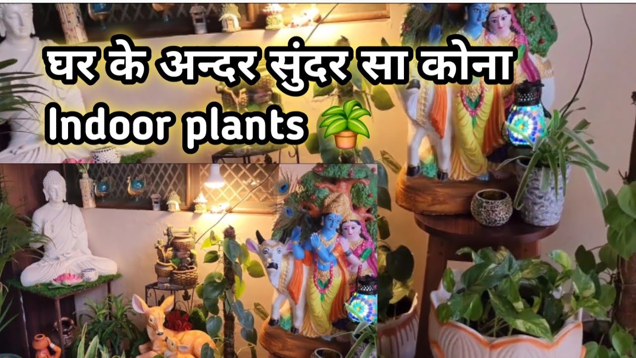 Make a cozy corner at home with indoor plants ! घर में लगायें इन्डोर प्लान्टस plants cleaning 