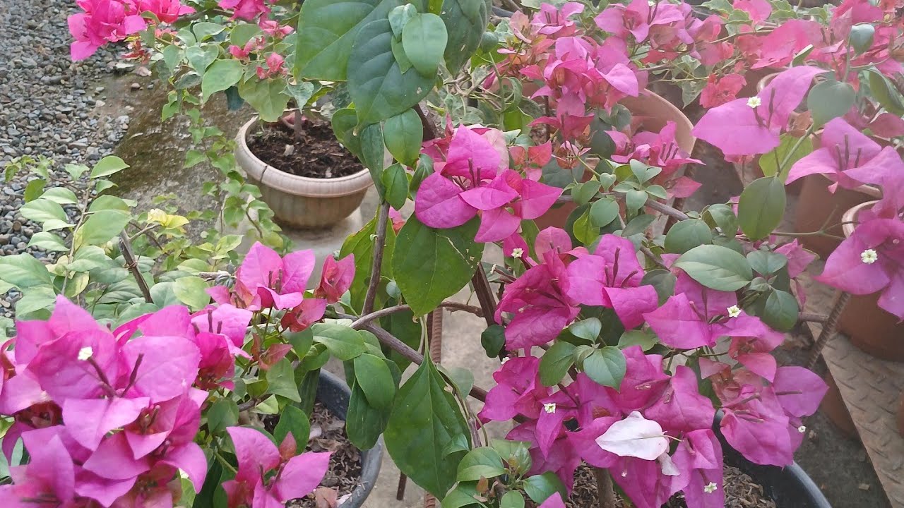 Flower garden glimpse