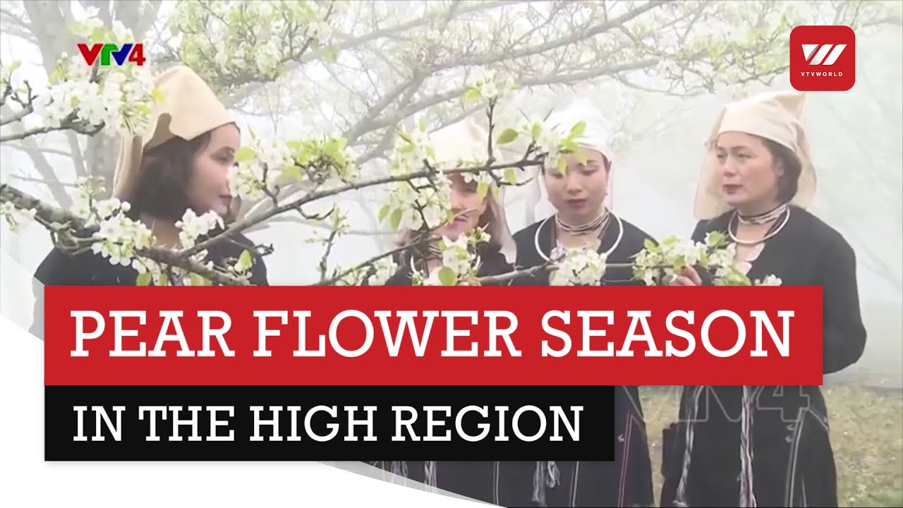 Pear flower season in the high region | VTV World