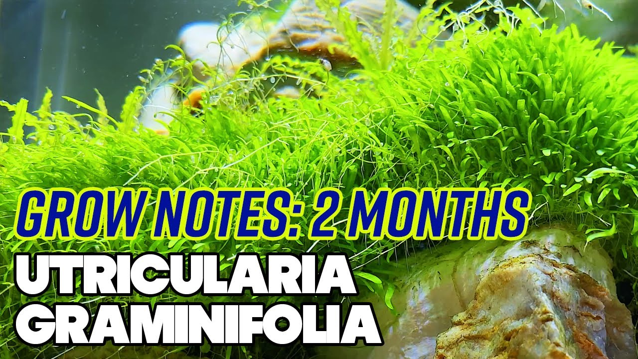 Utricularia Graminifolia (U.G.) - 2 Month Update - Grow Notes - 4 Gallon Nano Planted Tank