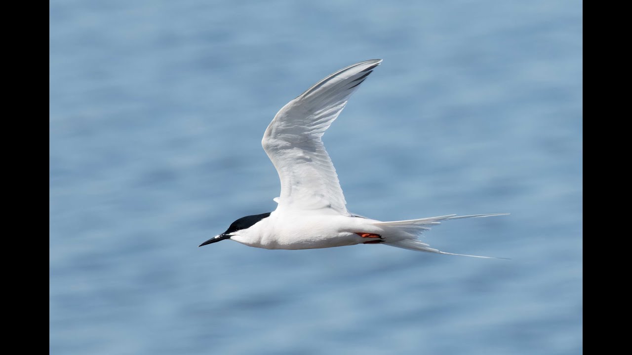 Roseate Tern, Welney WWT, Norfolk, 17/4/25