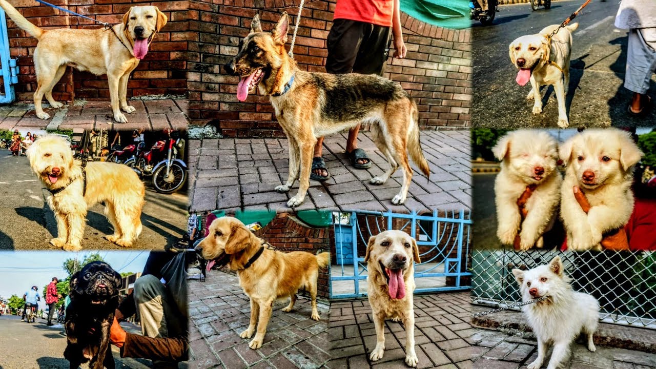 Lahore میں Dogs 🐕 Ki Mandi 28 September 2025 | Tollinton Market Lahore | Exploring with YASIR