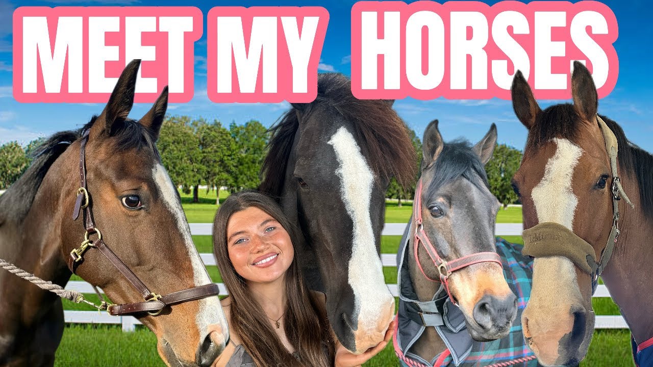 MEET MY HORSES | FIFIS WELSH PONIES
