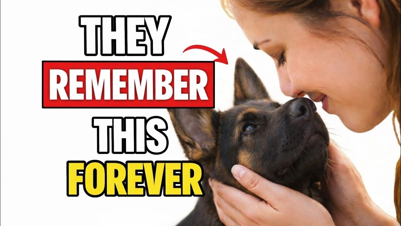 10 Surprising Things Your German Shepherd ALWAYS REMEMBERS About You 