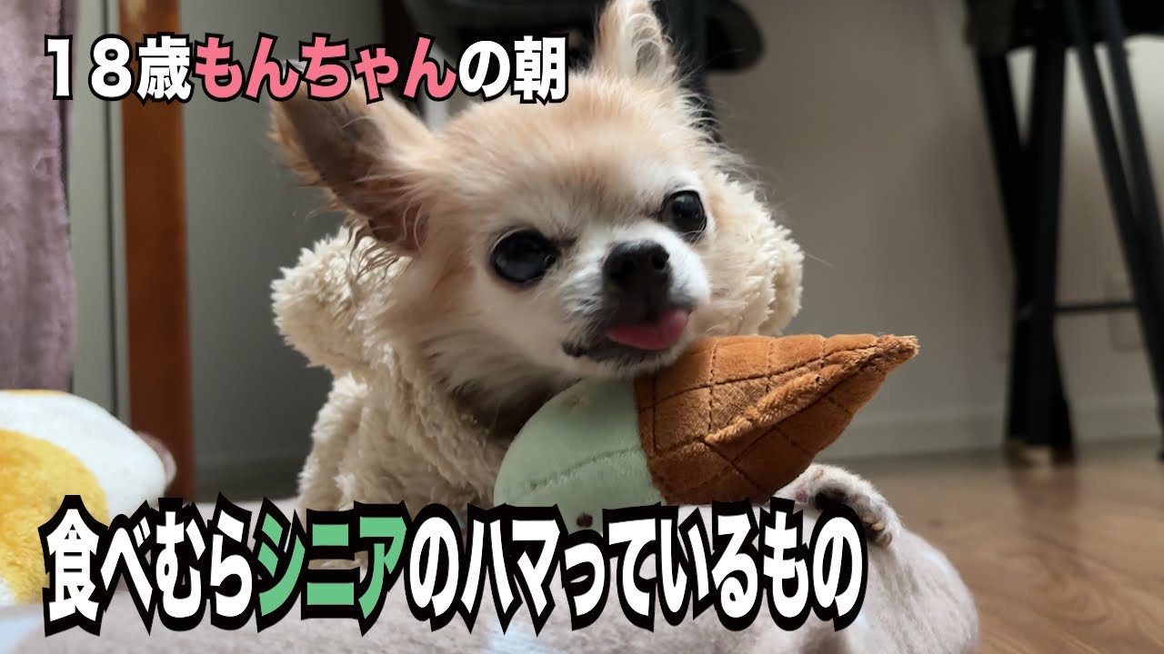 18歳シニア犬と暮らすチワワーズのモーニングルーティン