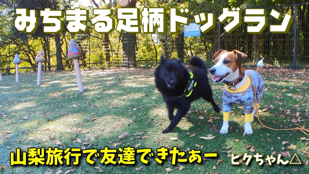 【足柄SAドッグラン】希少犬種「スキッパーキ」と出会った⁉　#ジャックラッセルテリア🐶