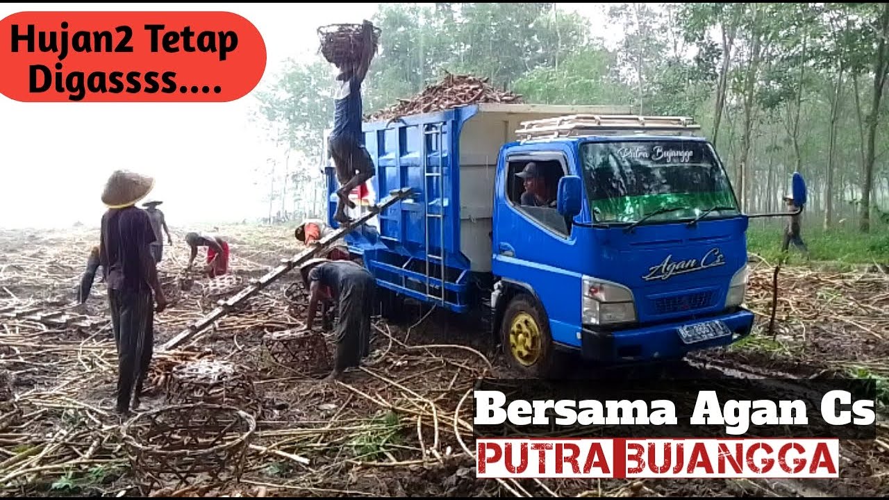 Hampir terjebak dilahan karena hujan , Panen singkong #trukmuatsingkong #trukmania #dumptruck