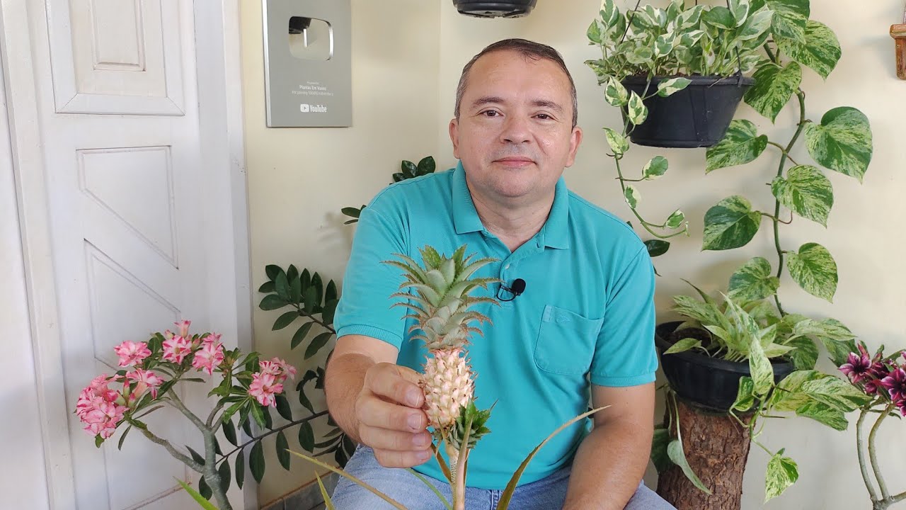 Mini Abacaxi:  Frutificação e Dicas de Cultivo