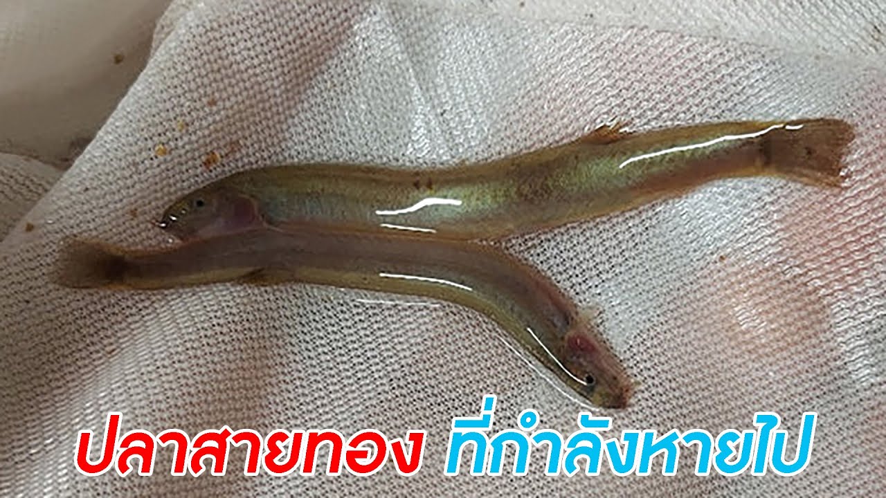 ปลาสายทอง กับความตายของแม่น้ำยม