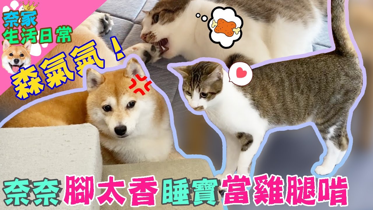 奈奈爆氣?!奈腳太香睡寶當雞腿啃?｜奈家日常｜【柴犬Nana(奈奈)和阿楞】