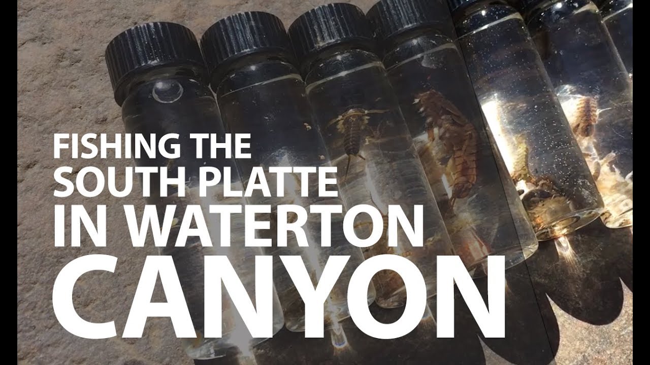 How to Fish the South Platte River in Waterton Canyon like a PRO!