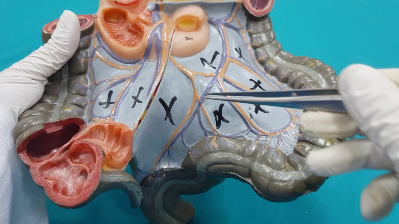 Gastrointestinal Sistem (GİS) Anatomisi (8.Bölüm)