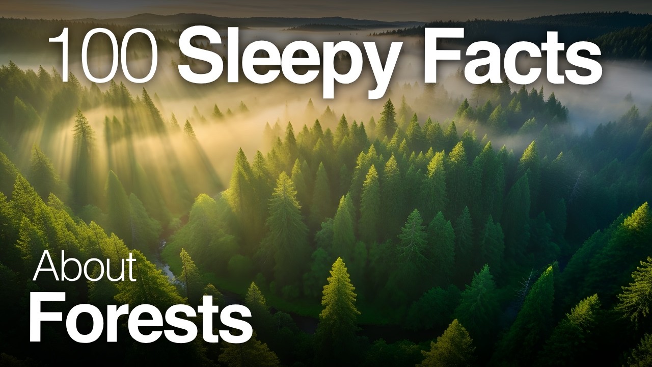 The Most Relaxing Facts About Forests to Fall Asleep To