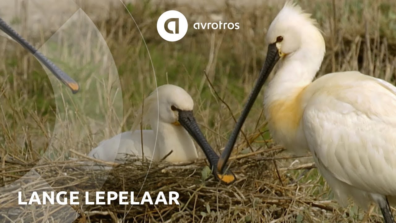 Wild in Nederland: lange lepelaar