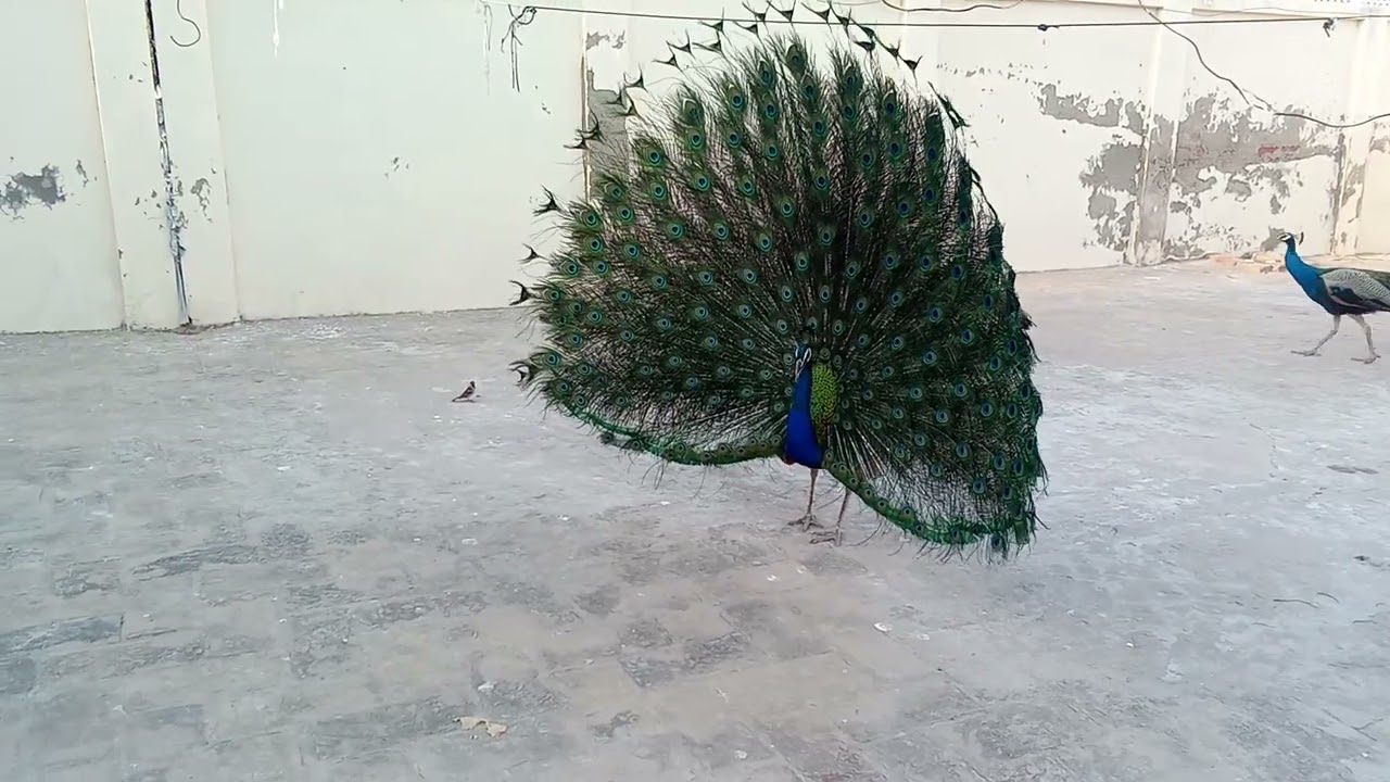 Peacock open there tail display