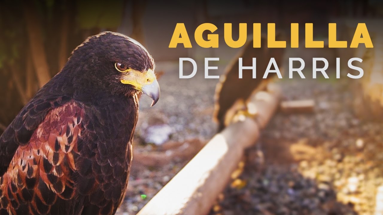 AGUILILLA DE HARRIS |  Aves silvestres | Ensenada