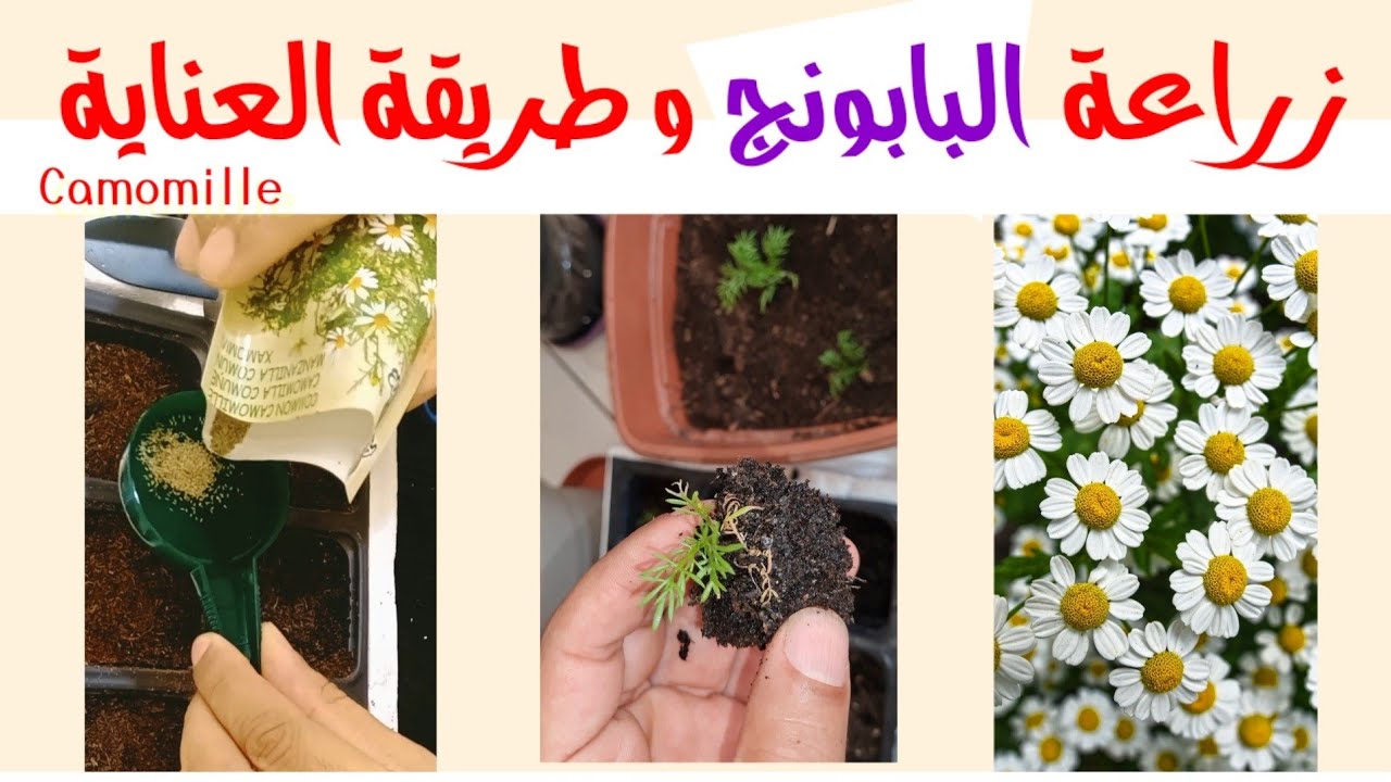 طريقة زراعة البابونج Camomille في المنزل من البذور و كيفية رعايتها