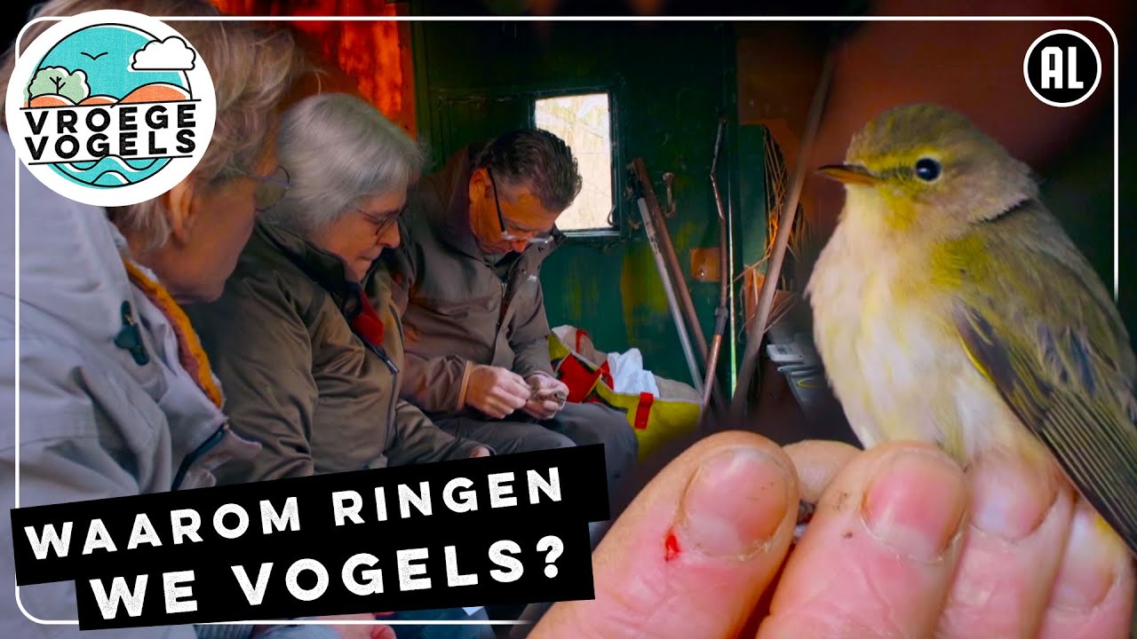 Vogels ringen! Waar is dat goed voor? | TV | Vroege Vogels