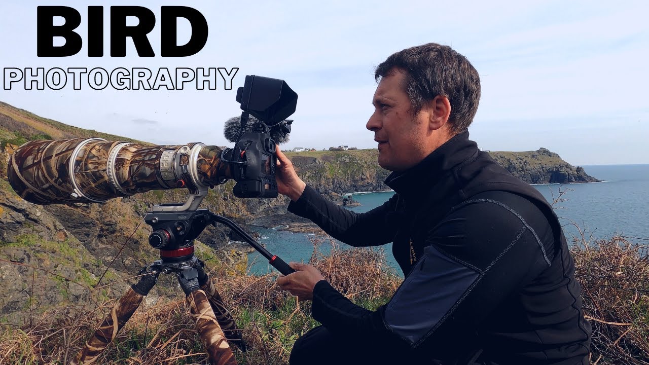 BIRD | WILDLIFE PHOTOGRAPHY  SEABIRDS & MAMMALS | Canon 1DX Mk II & Canon 5DSR - 600mm F4 Prime Lens