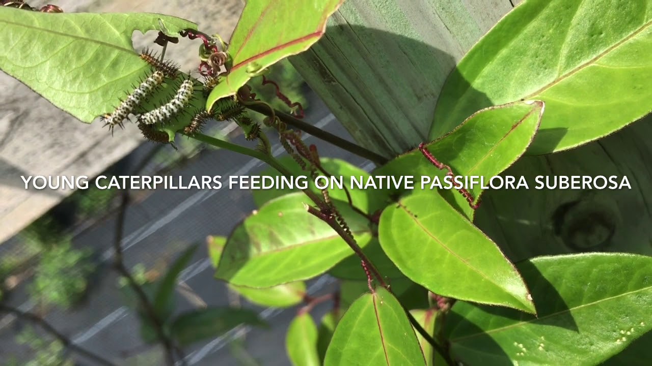Attracting Zebra Helinconias with Passion flowers
