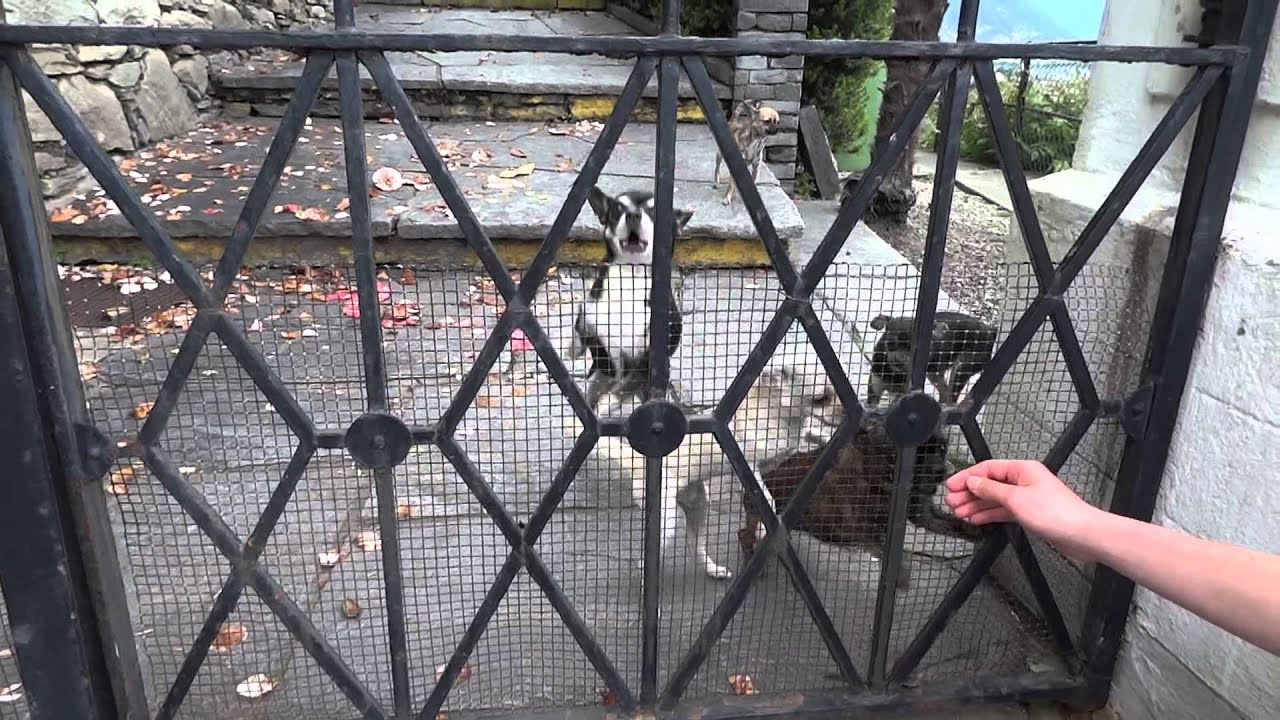 Wildes Hundebellen und Jaulen. Kleine Hunde bellen durcheinander. Sehr komisch und laut.