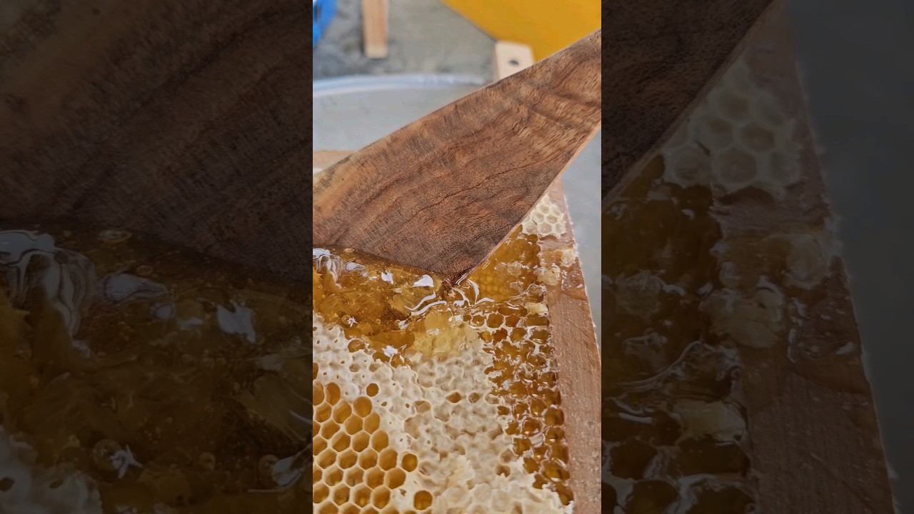 100% Pure Honey 🍯🐝 #shorts #purehoney #honeybees #shortsfeed