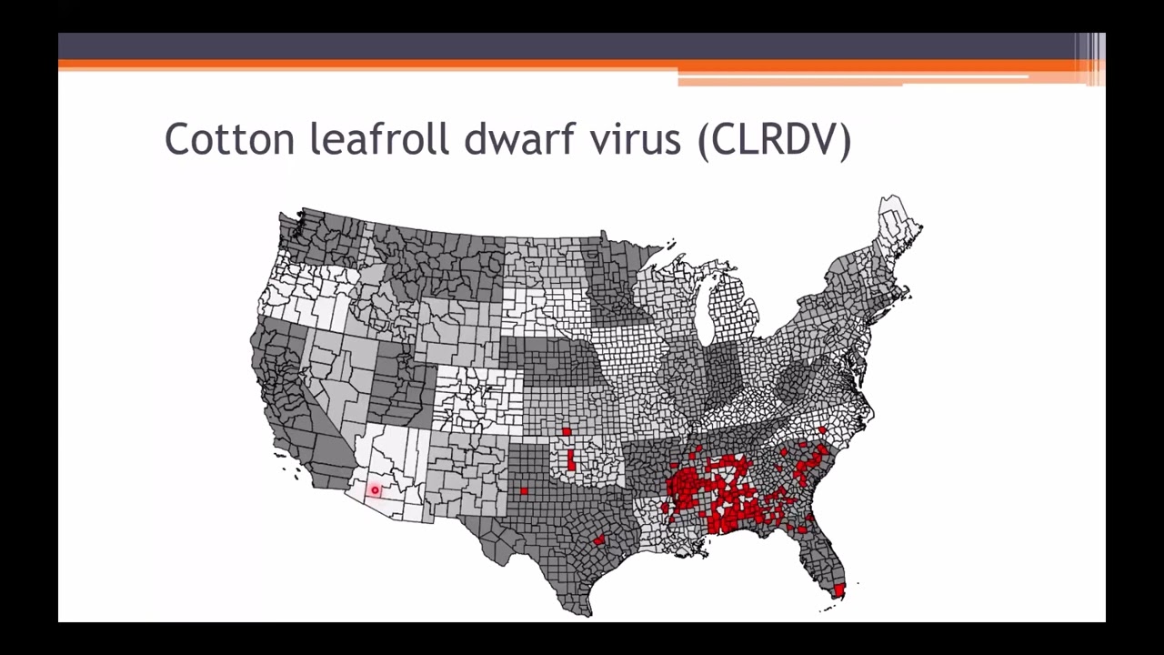 Southern IPM Hour: Epidemiology And Management Of Cotton Leafroll Dwarf Virus