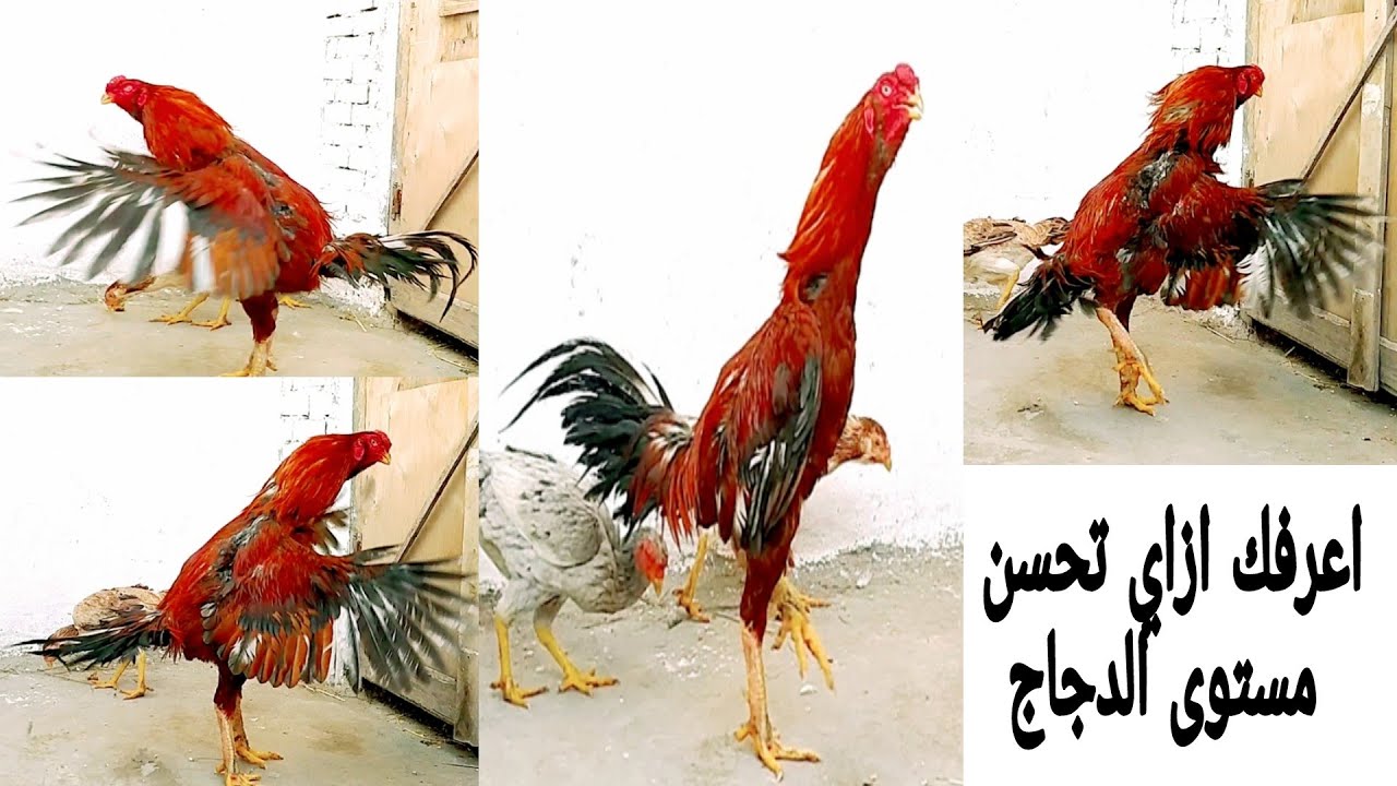 اسعار ومواصفات الدجاج الهندي الاصلي 🎉