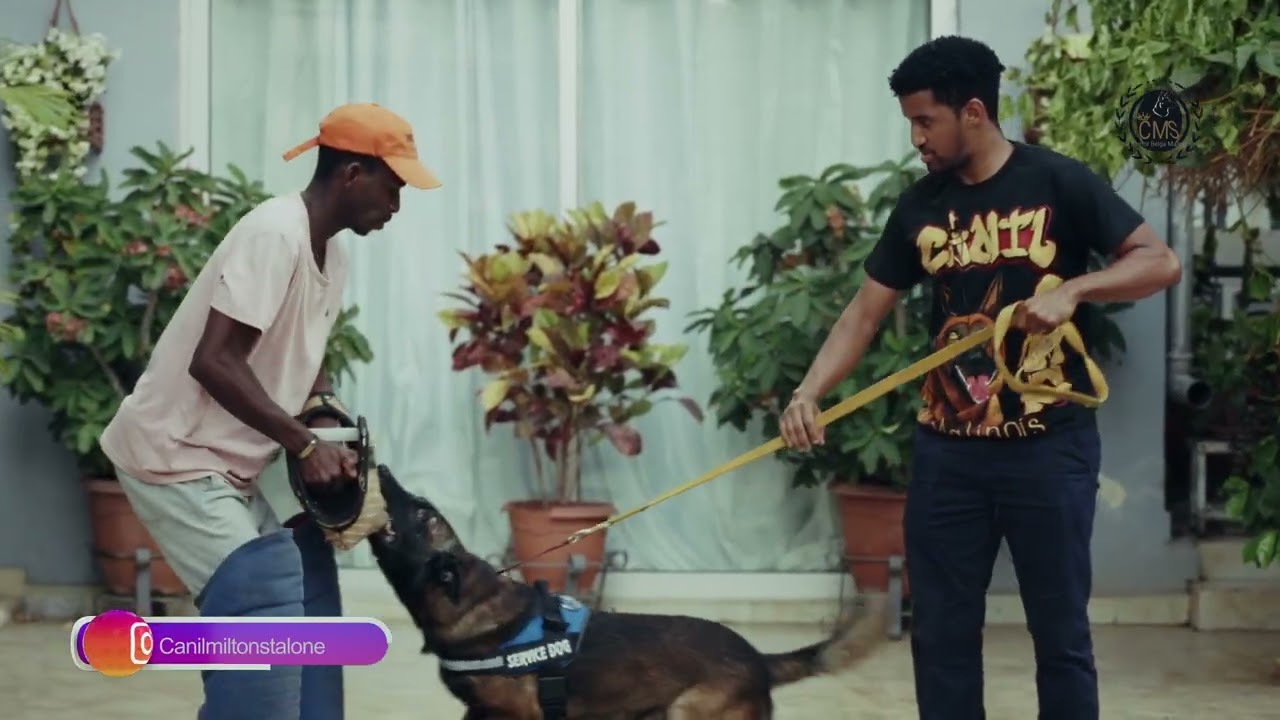 Cão de Guarda e proteção