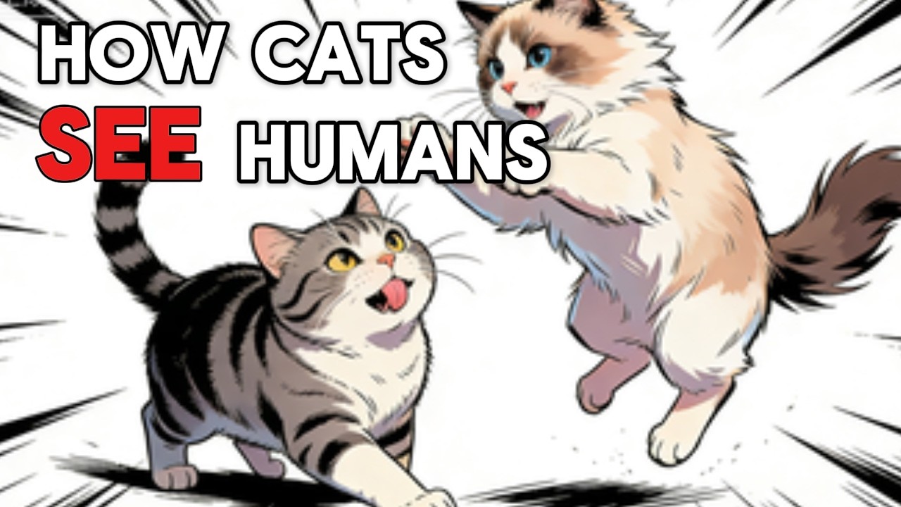 How Cats See Humans – The Science Every Cat Owner Should Know