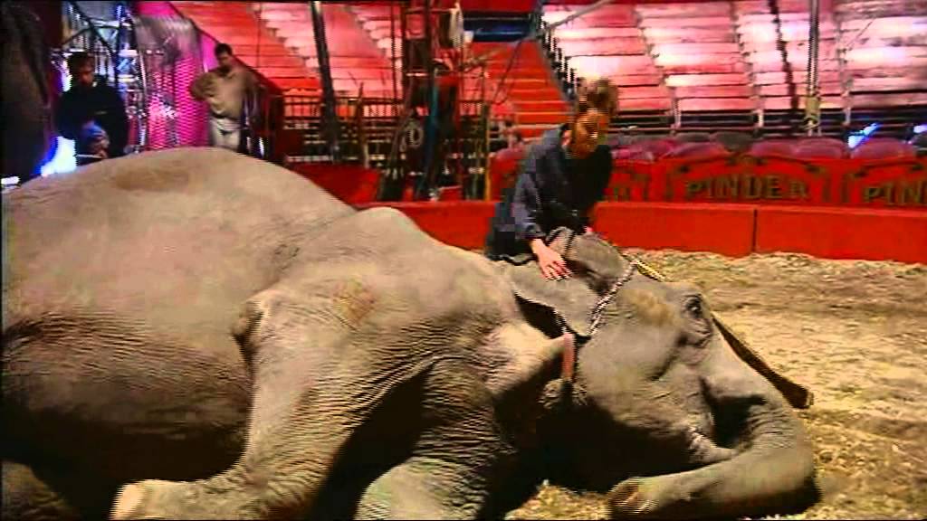 Cirque Pinder-le Film Bonus 03 Les éléphants de Sophie.avi