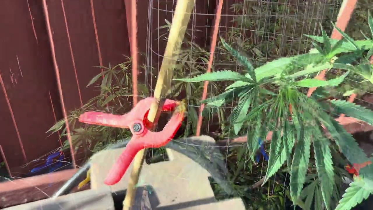 2024 Outdoor Grow Northern California Ep 17