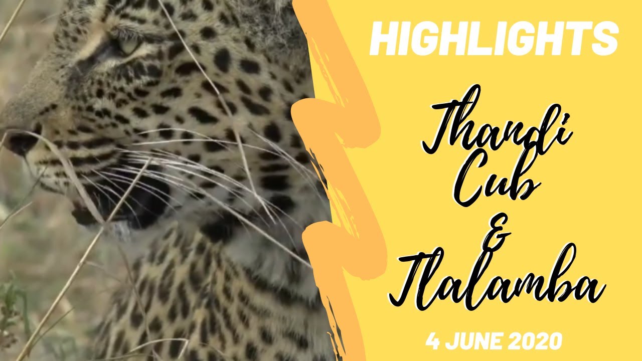 Highlights - Thandi chases Tlalamba away from her new cub Sunrise 4th June 2020