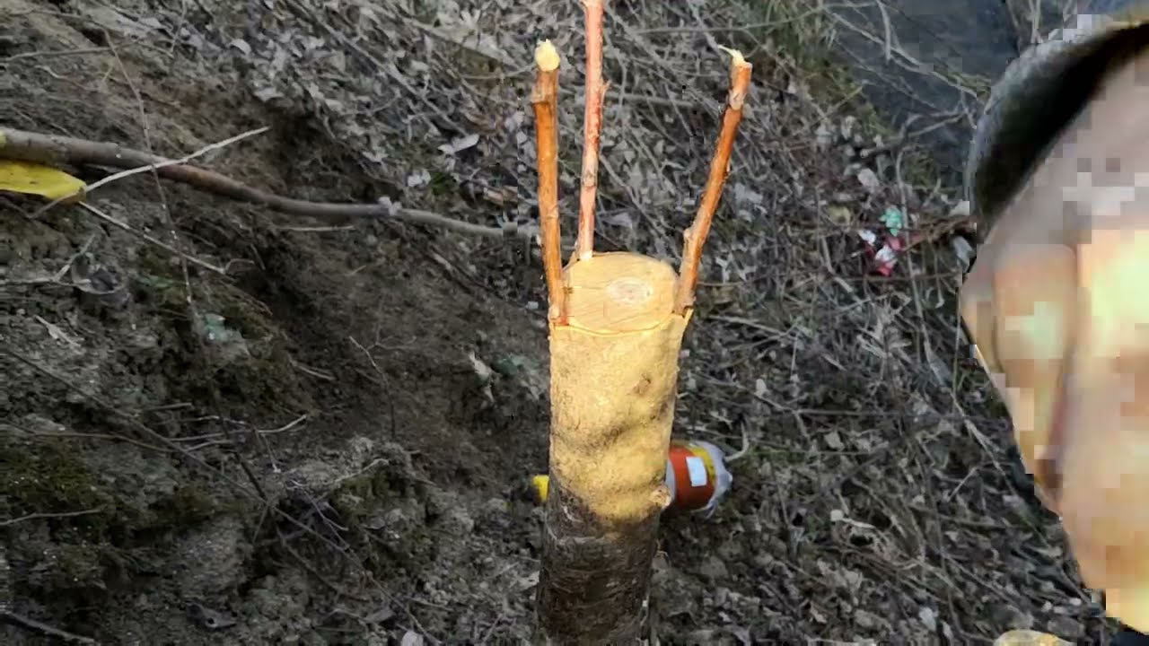 CUM SE ALTOIESC POMII FRUCTIFERI FARA MASTIC