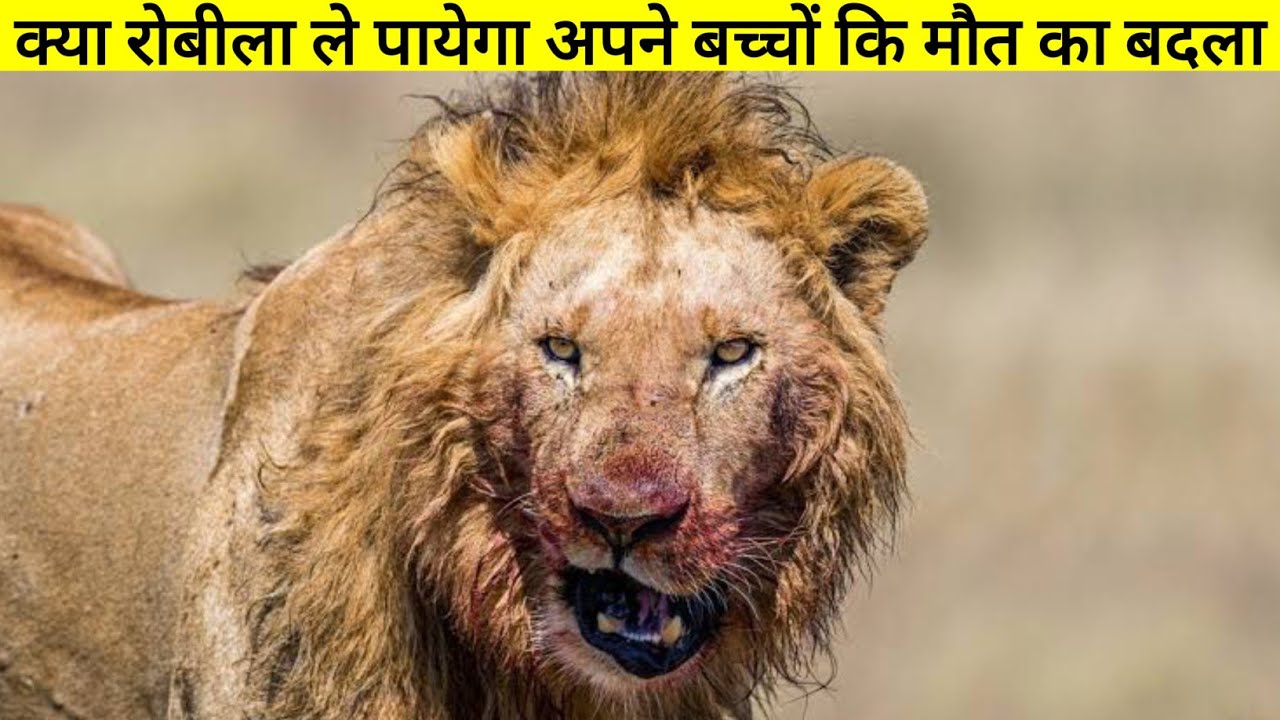 चार घुसपैठिया मार देते हैं रोबीला के दो बच्चों को || The True Story Of Robila Lion ||