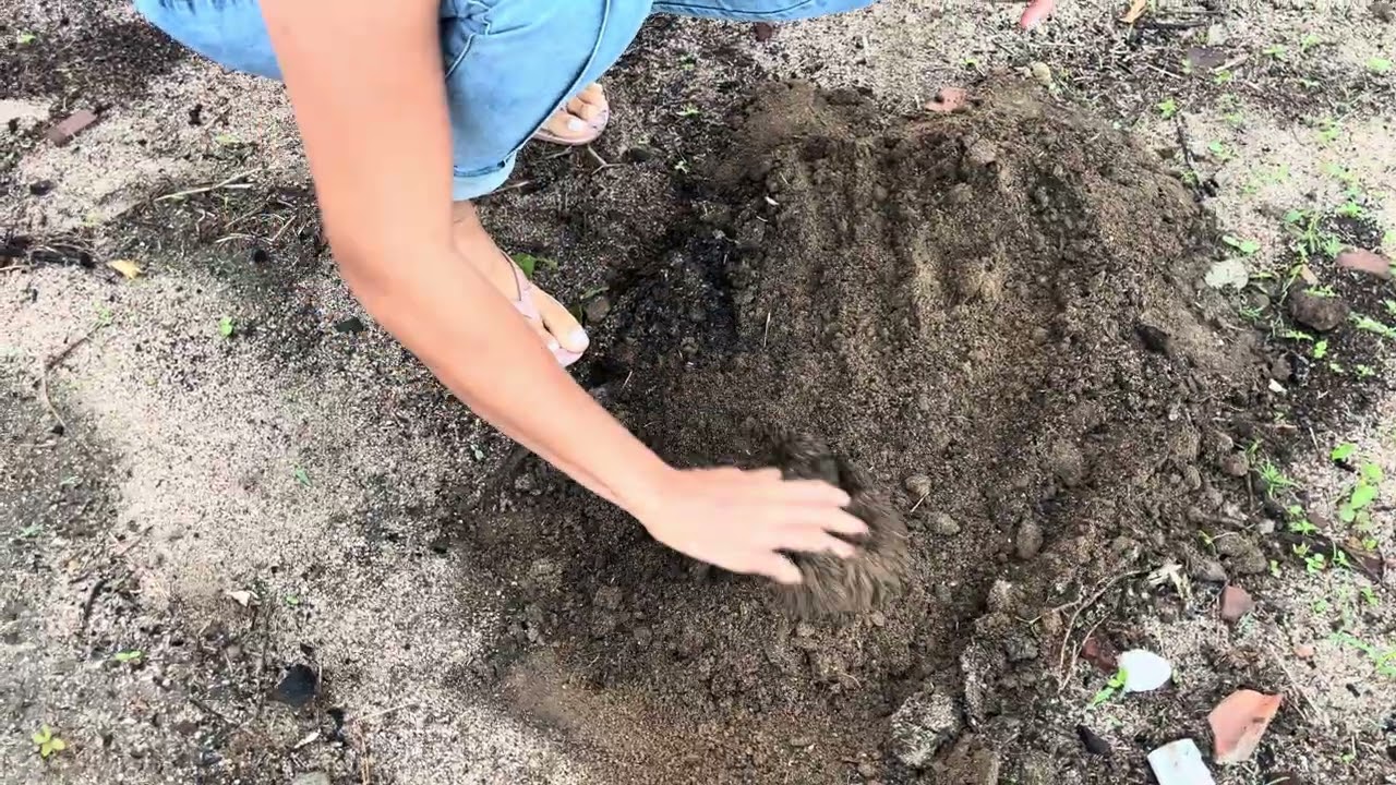 Plantando macaxeira depois das chuvas 🌧️eu e minha esposa 