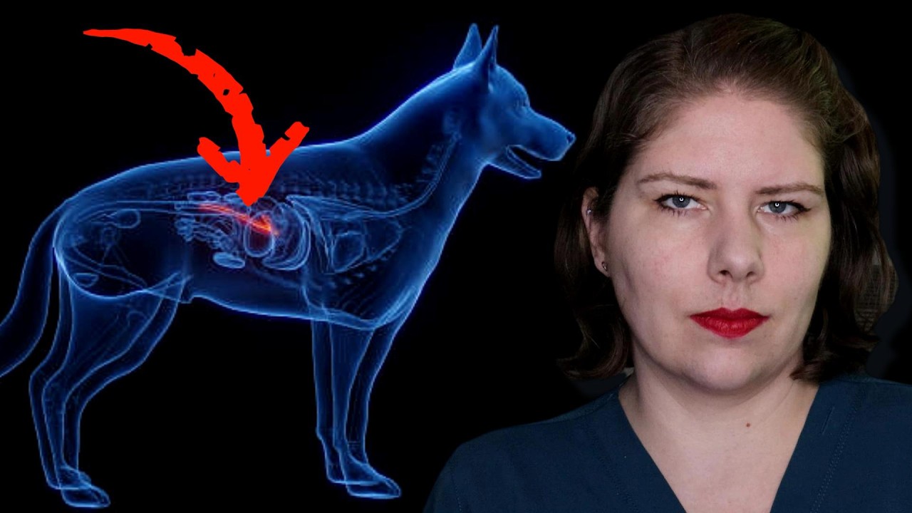 What You Need to Know About EPI | Vet's Voice