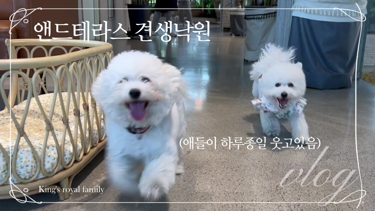 애견동반카페 파주 앤드 테라스 강아지들의 지상낙원 애들이 이렇게 하루종일 웃을 수 있구나...
