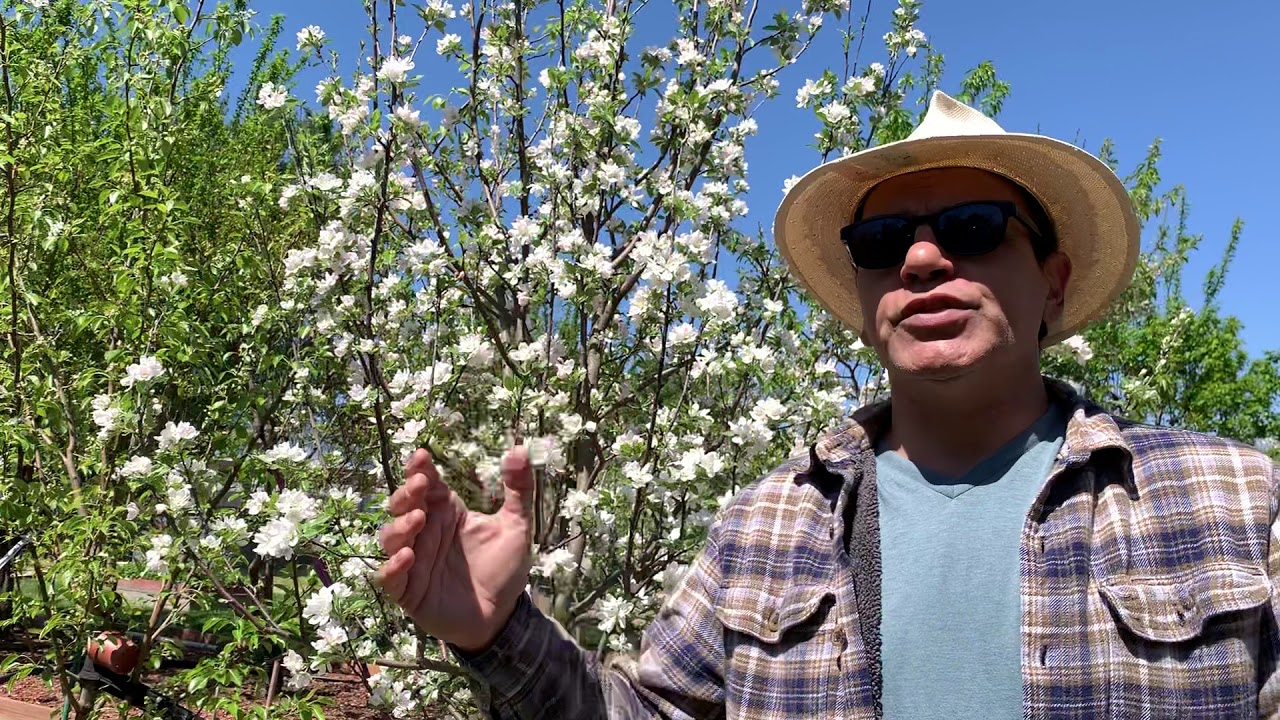 آموزش باغبانى با صابر علت گل و ميوه ندادن درختان ميوه Why we cannot get fruit from fruit trees