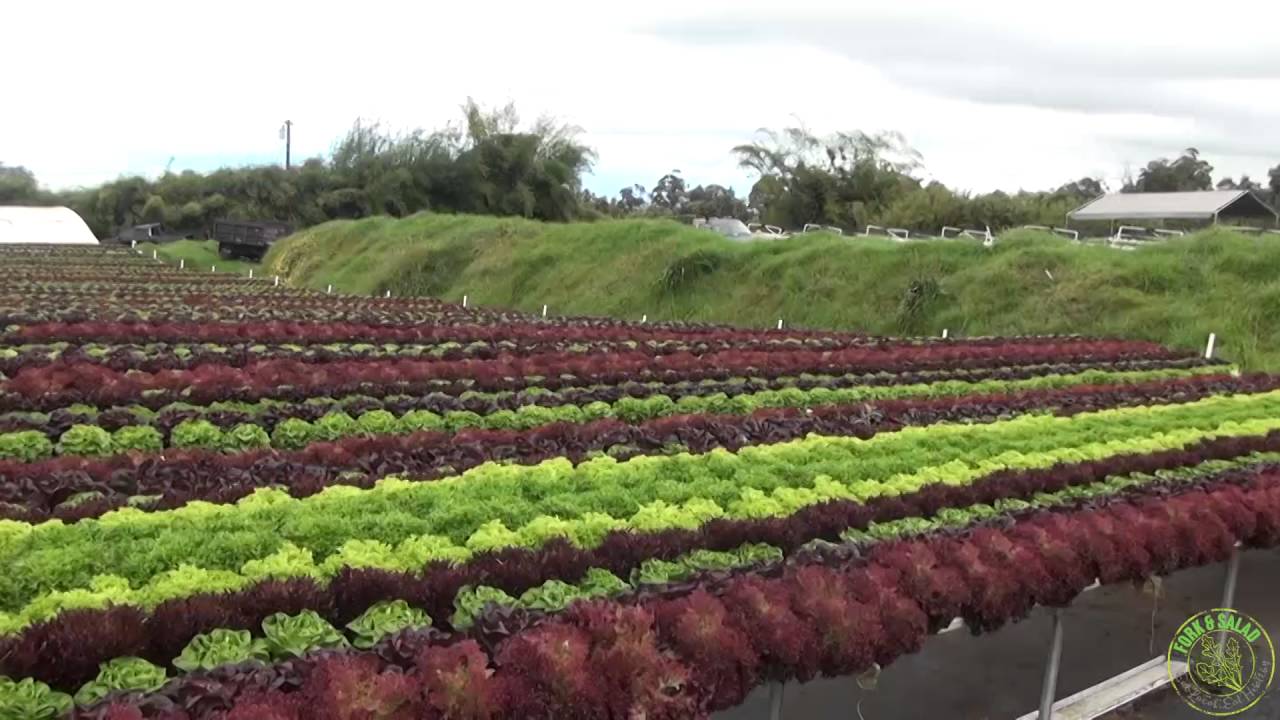 Know Your Farmers:  Waipoli Hydroponic Greens, Kula