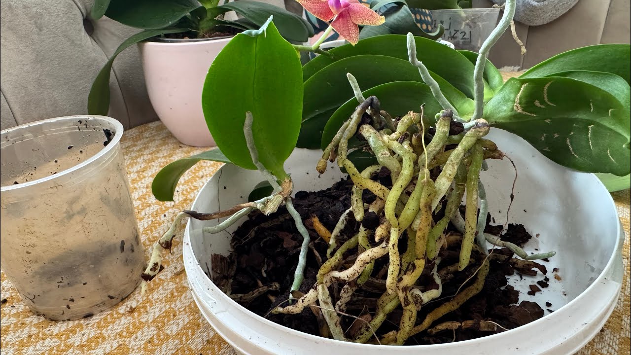 Orkide Kök temizliği 🧼🫧Ebrunun Orkide Denizi Bakım #roots #orchid