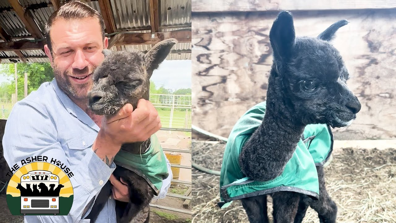 Rescuing a 1-day-old alpaca that was rejected by his mom | The Asher House